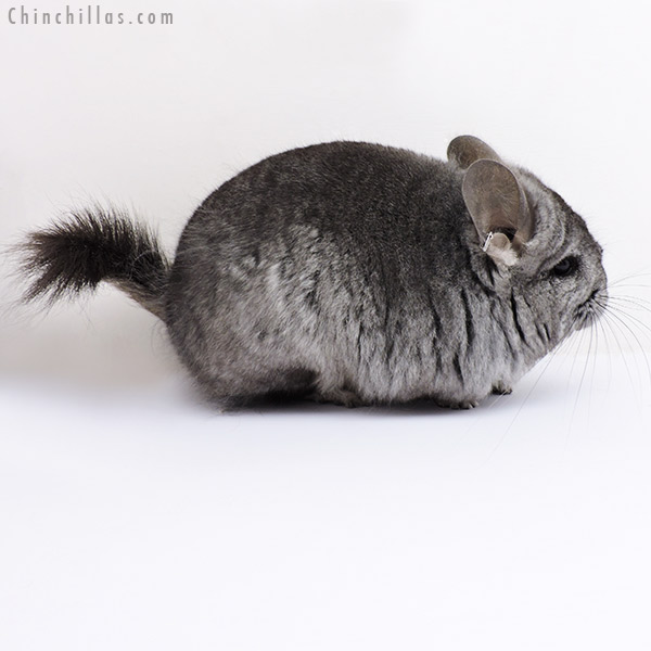 Chinchilla or related item offered for sale or export on Chinchillas.com - 18307 Standard ( Ebony & Locken Carrier )  Royal Persian Angora Female Chinchilla