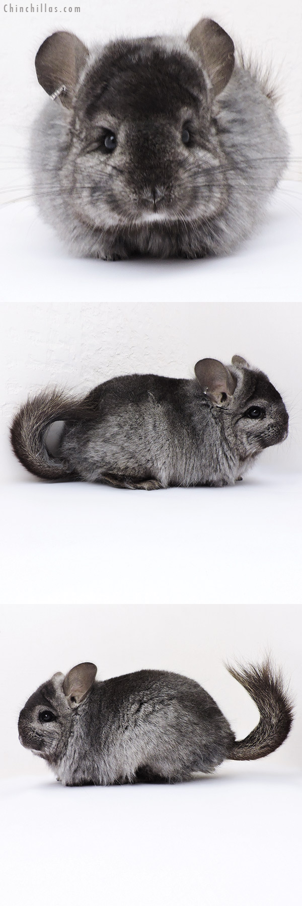 Chinchilla or related item offered for sale or export on Chinchillas.com - 18317 Ebony  Royal Persian Angora Female Chinchilla