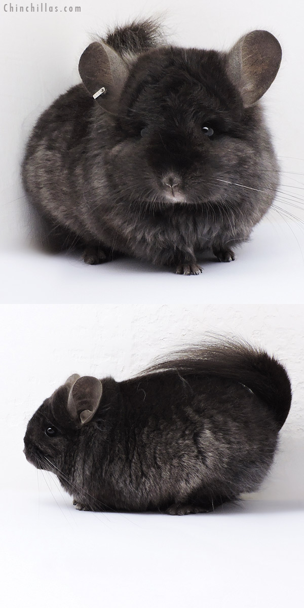Chinchilla or related item offered for sale or export on Chinchillas.com - 18313 Ebony  Royal Persian Angora ( Locken Carrier ) Male Chinchilla
