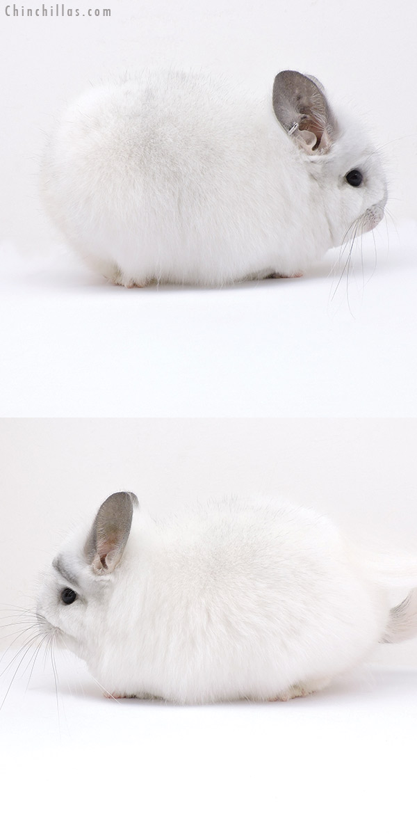 Chinchilla or related item offered for sale or export on Chinchillas.com - 18301 Exceptional White Mosaic  Royal Persian Angora Female Chinchilla