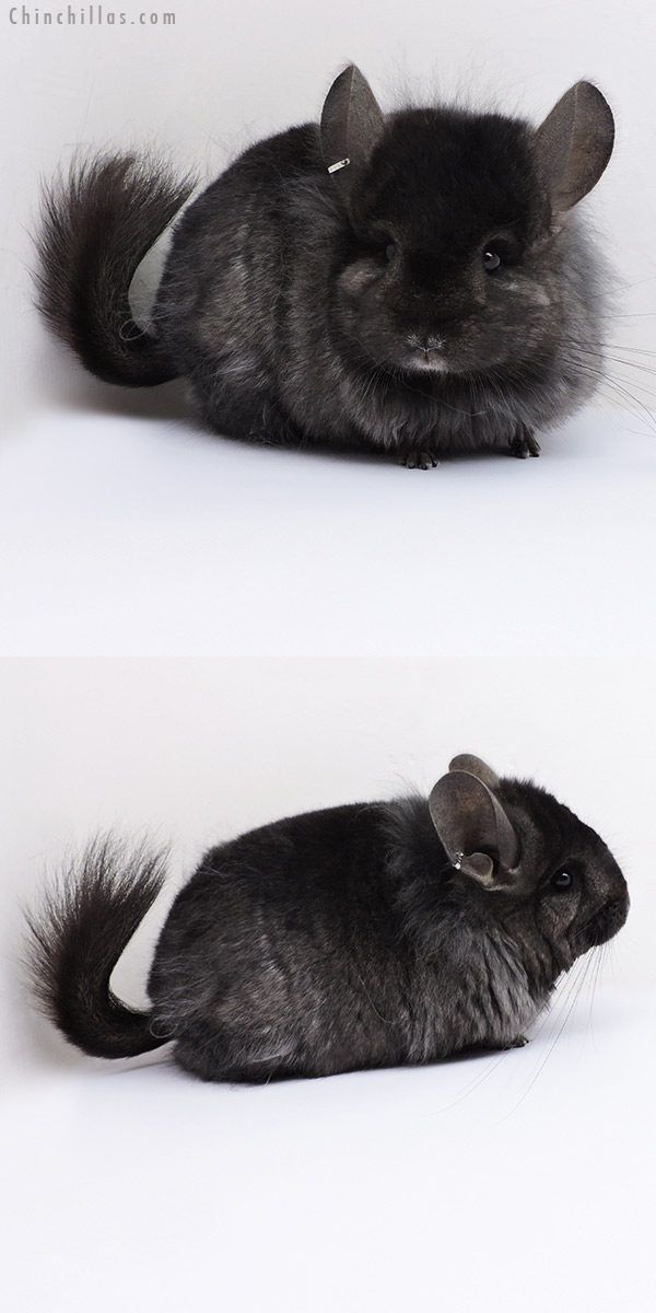 Chinchilla or related item offered for sale or export on Chinchillas.com - 18319 Ebony ( Locken Carrier )  Royal Persian Angora Female Chinchilla with Lion Mane