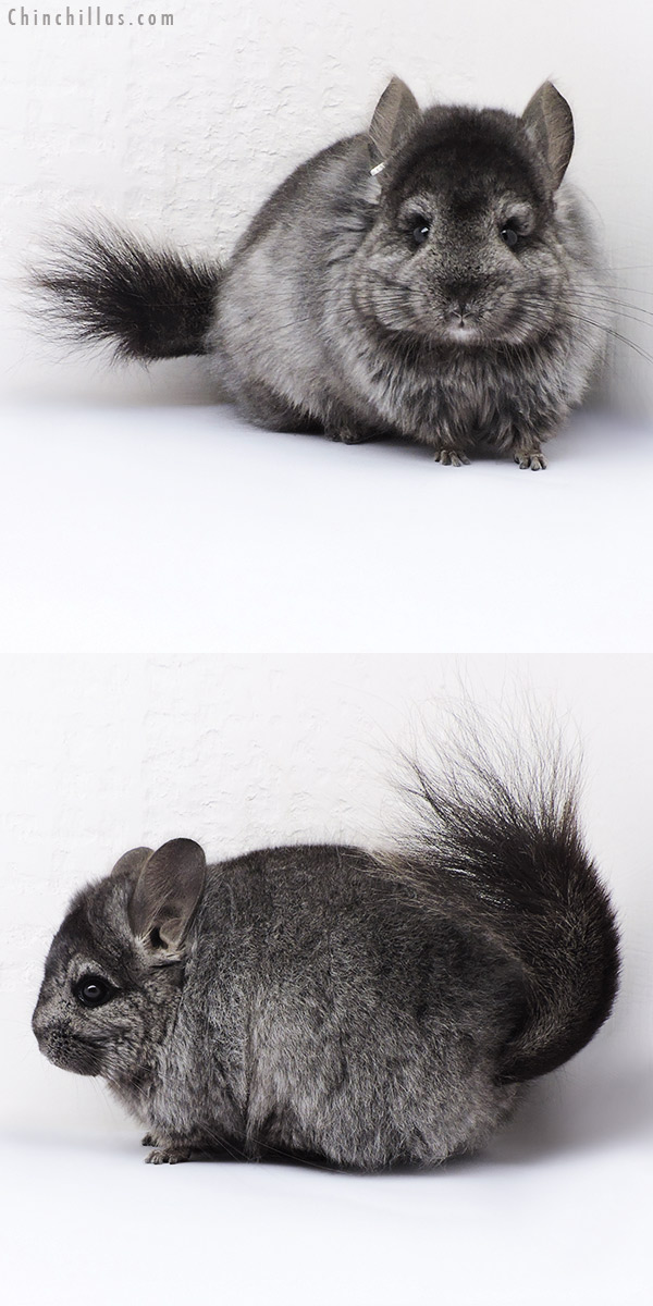 Chinchilla or related item offered for sale or export on Chinchillas.com - 18323 Ebony ( Locken Carrier )  Royal Persian Angora Female Chinchilla