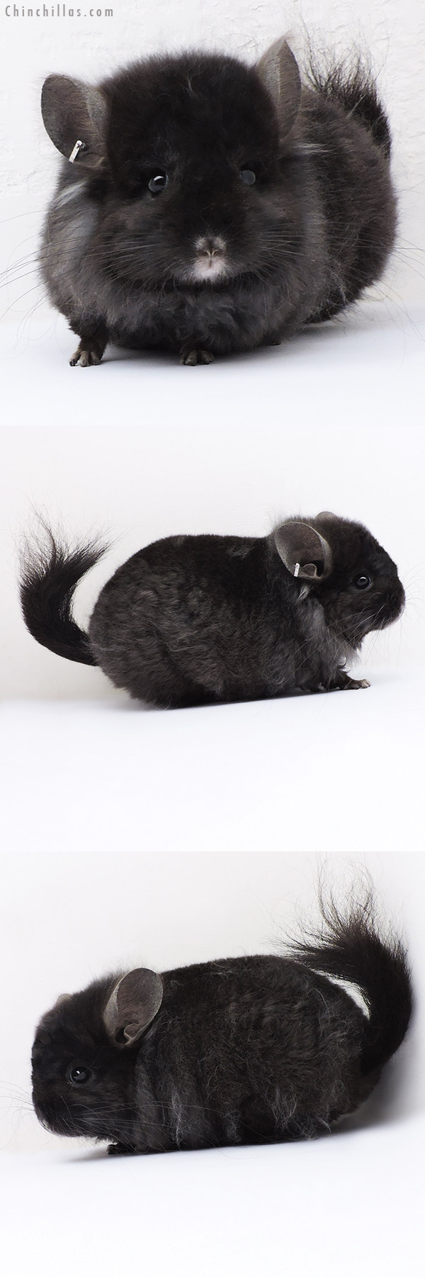 Chinchilla or related item offered for sale or export on Chinchillas.com - 18316 Ebony  Royal Imperial Angora Male Chinchilla