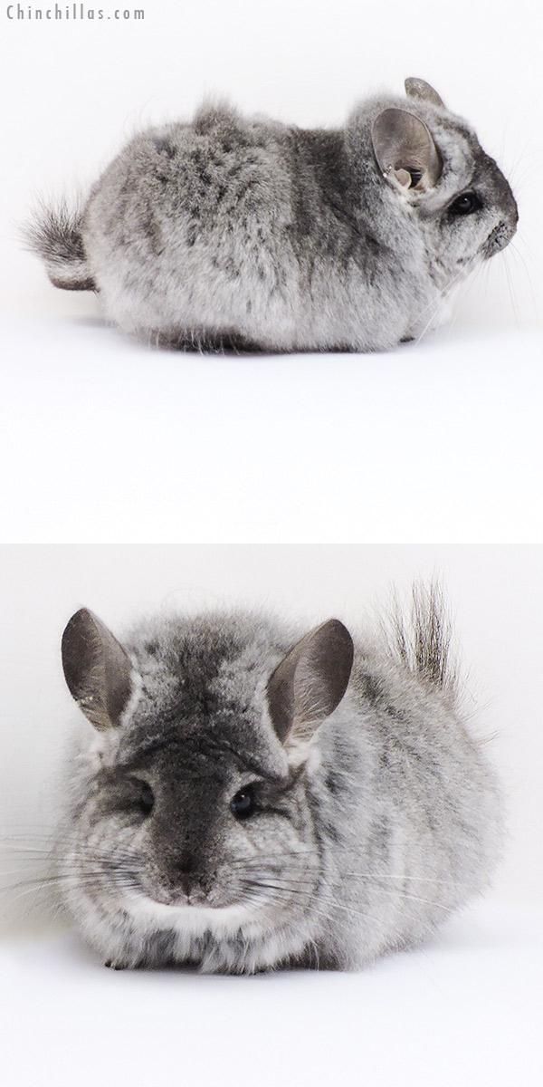 Chinchilla or related item offered for sale or export on Chinchillas.com - 18296 Large Standard  Royal Persian Angora Female Chinchilla