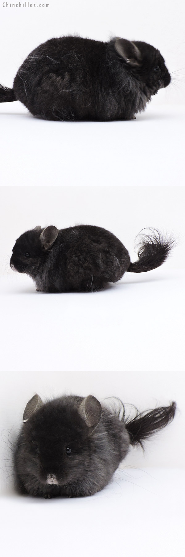 Chinchilla or related item offered for sale or export on Chinchillas.com - 18315 Ebony ( Locken Carrier )  Royal Persian Angora Male Chinchilla with Lion Mane
