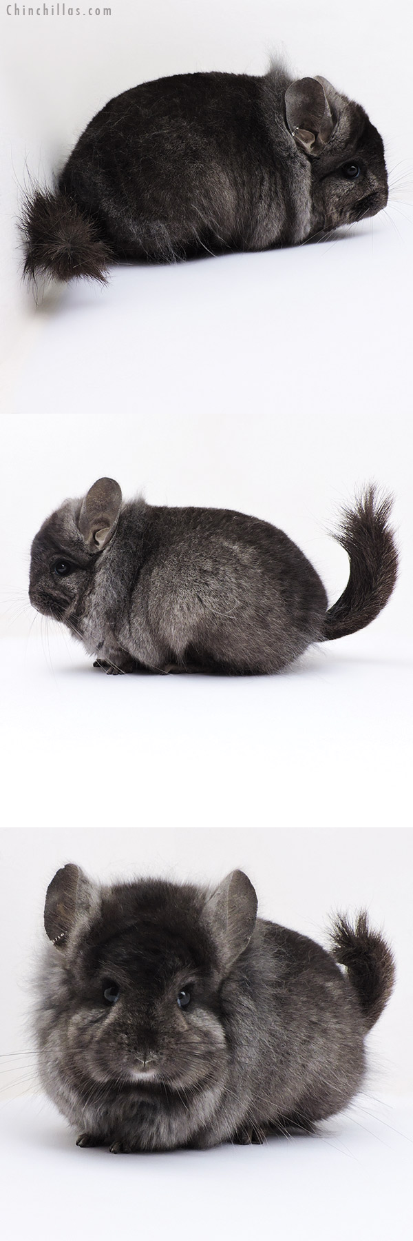 Chinchilla or related item offered for sale or export on Chinchillas.com - 18314 Blocky Ebony ( Locken Carrier )  Royal Persian Angora Male Chinchilla with Lion Mane