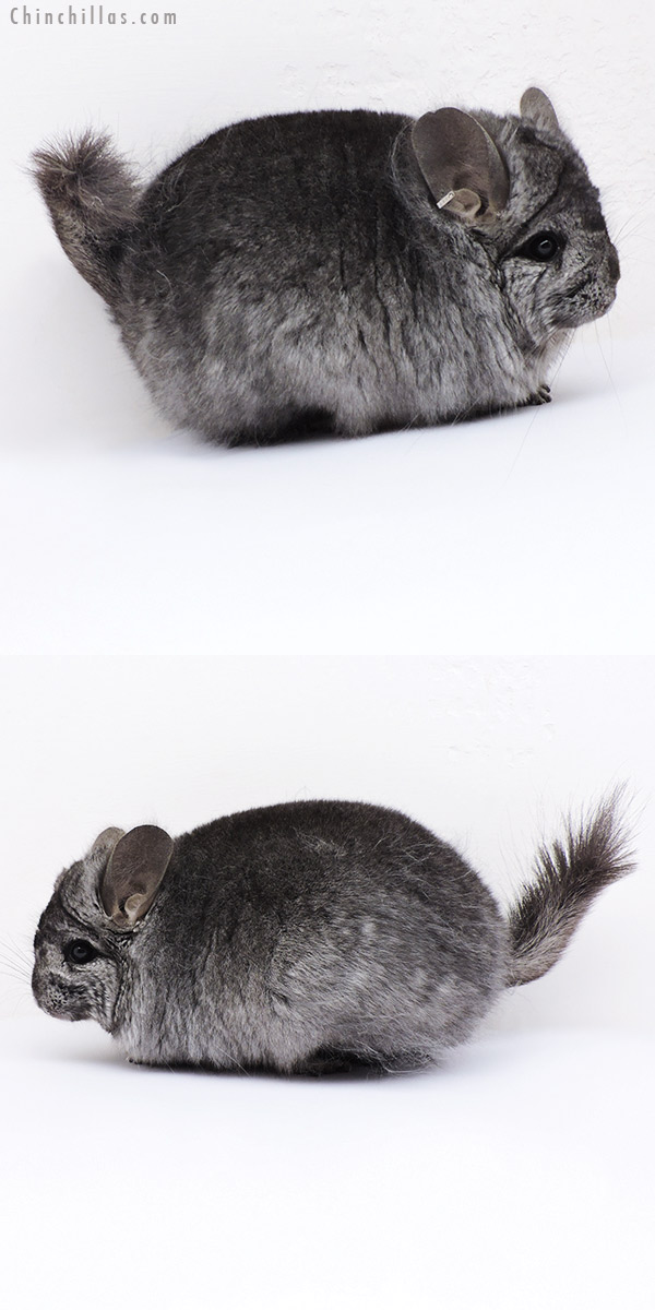 Chinchilla or related item offered for sale or export on Chinchillas.com - 18322 Ebony ( Locken Carrier )  Royal Persian Angora Female Chinchilla