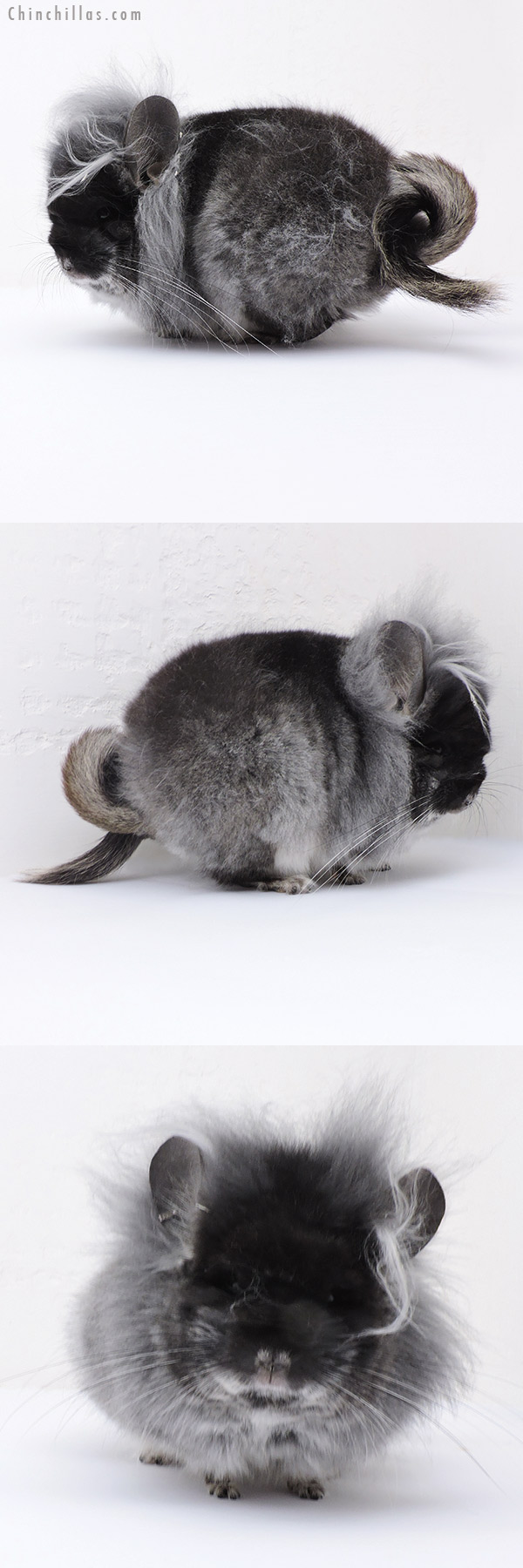 Chinchilla or related item offered for sale or export on Chinchillas.com - 19016 Exceptional Black Velvet G2  Royal Persian Angora Male Chinchilla with Lion Mane