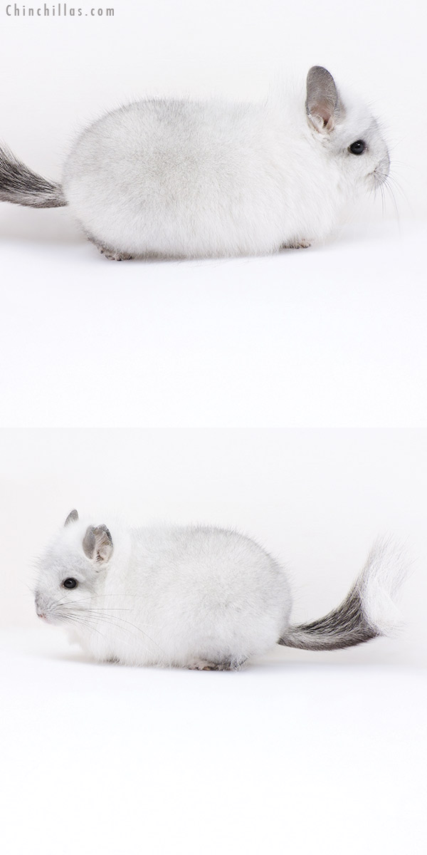 Chinchilla or related item offered for sale or export on Chinchillas.com - 19015 Silver Mosaic  Royal Persian Angora Male Chinchilla