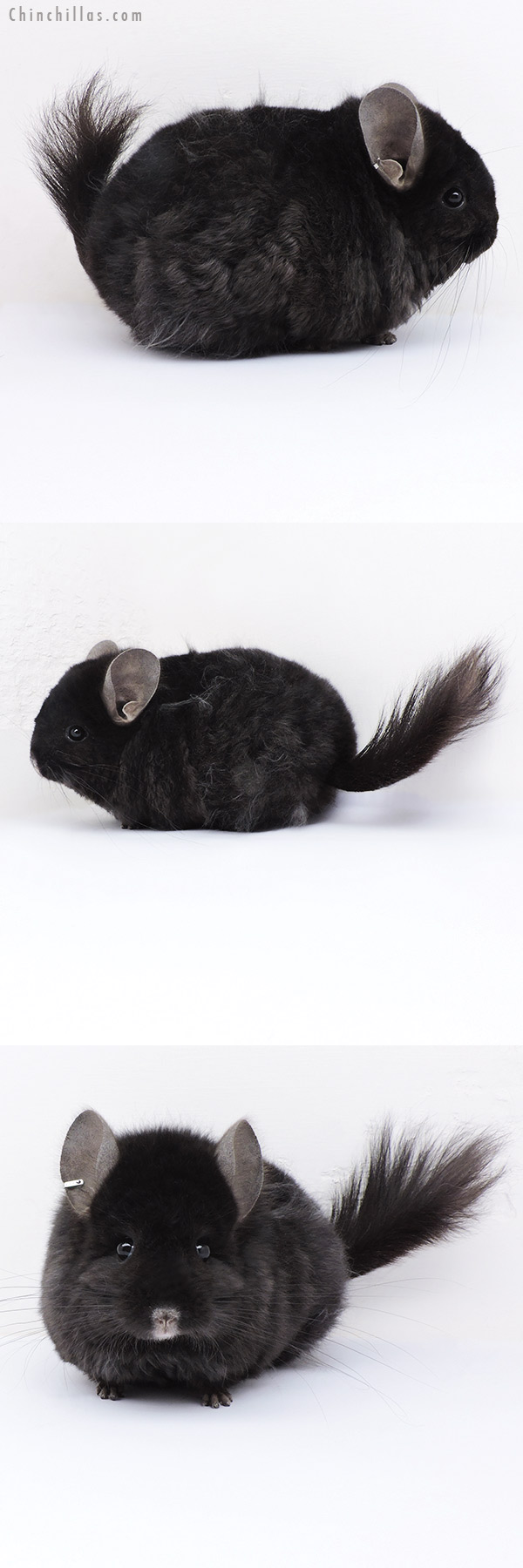 Chinchilla or related item offered for sale or export on Chinchillas.com - 19013 Exceptional Blocky Brevi Type Ebony ( Locken Carrier )  Royal Persian Angora Male Chinchilla