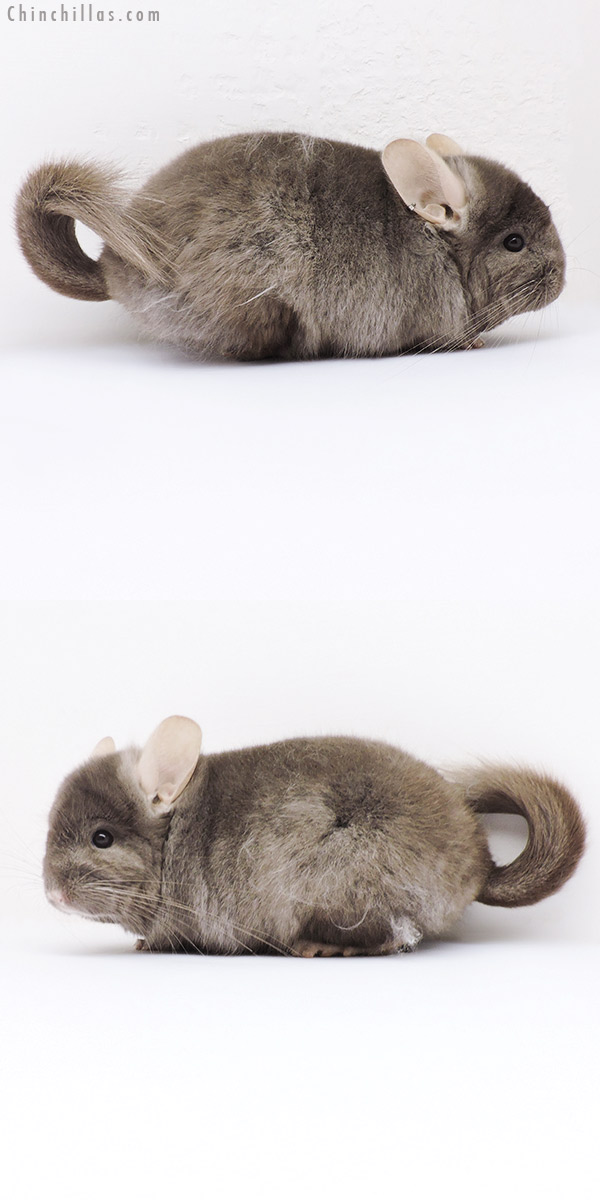Chinchilla or related item offered for sale or export on Chinchillas.com - 19020 Tan ( Locken Carrier )  Royal Persian Angora Male Chinchilla