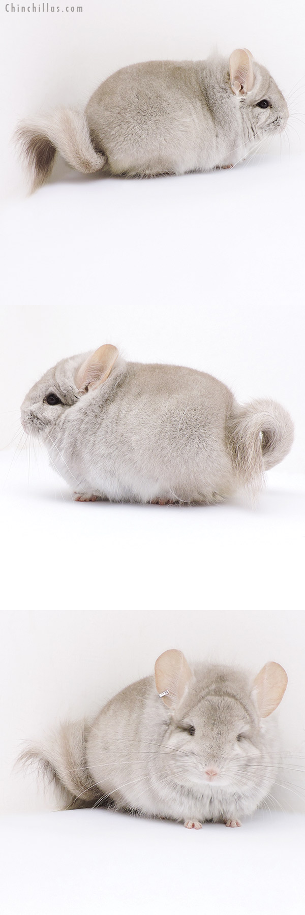 Chinchilla or related item offered for sale or export on Chinchillas.com - 19018 Exceptional Blocky Beige  Royal Persian Angora Male Chinchilla