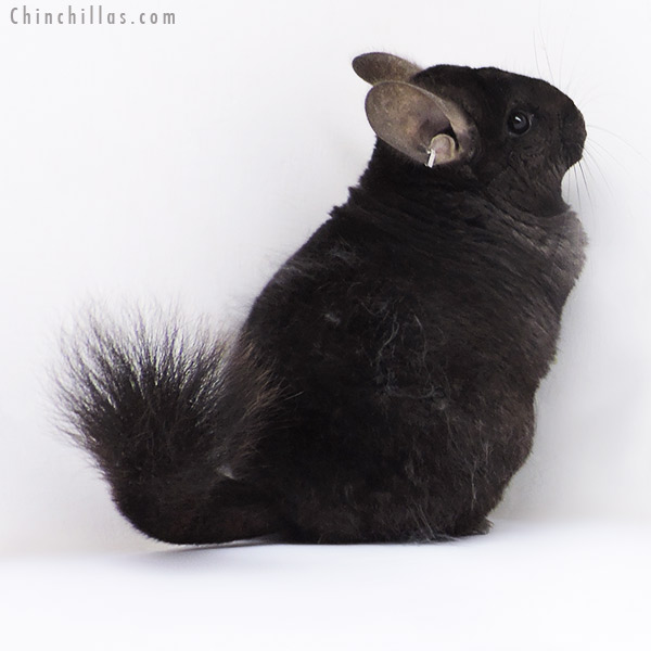 Chinchilla or related item offered for sale or export on Chinchillas.com - 19007 Extra Large Ebony ( Royal Persian Angora & Locken Carrier ) Female Chinchilla