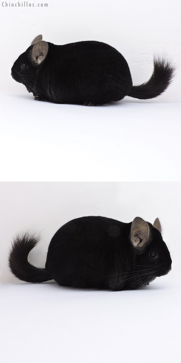 Chinchilla or related item offered for sale or export on Chinchillas.com - 19003 Large Blocky Premium Production Quality Ebony Female Chinchilla