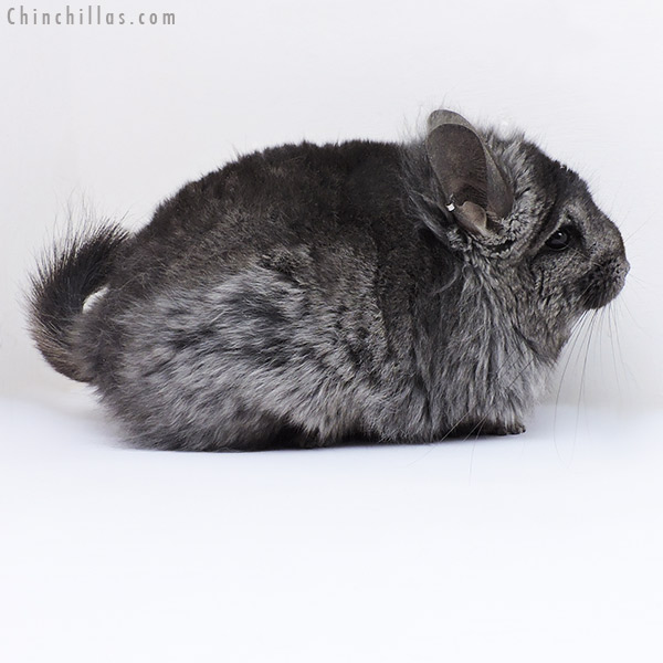 Chinchilla or related item offered for sale or export on Chinchillas.com - 19004 Ebony ( Locken Carrier )  Royal Persian Angora Female Chinchilla