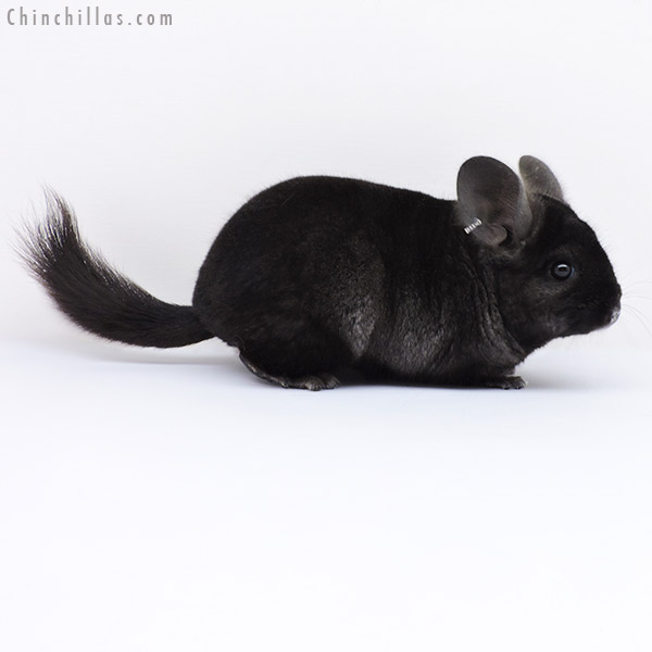 Chinchilla or related item offered for sale or export on Chinchillas.com - 19005 Ebony ( Royal Persian Angora Carrier ) Female Chinchilla