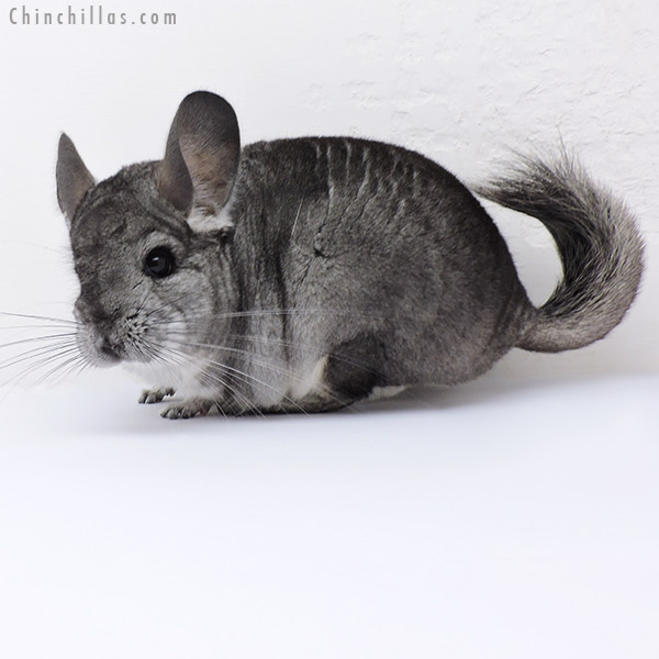 Chinchilla or related item offered for sale or export on Chinchillas.com - 19006 Standard ( Royal Persian Angora & Ebony & Locken Carrier ) Female Chinchilla