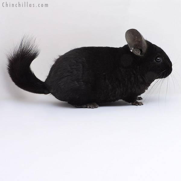 Chinchilla or related item offered for sale or export on Chinchillas.com - 19008 Ebony Quasi Locken ( Royal Persian Angora Carrier ) Female Chinchilla