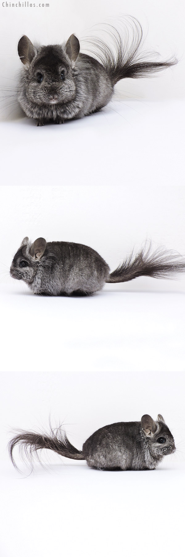 Chinchilla or related item offered for sale or export on Chinchillas.com - 19009 Ebony ( Locken Carrier )  Royal Persian Angora Female Chinchilla