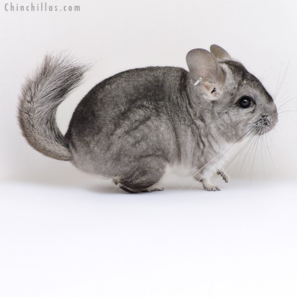 Chinchilla or related item offered for sale or export on Chinchillas.com - 19010 Standard ( Royal Persian Angora & Violet Carrier ) Female Chinchilla
