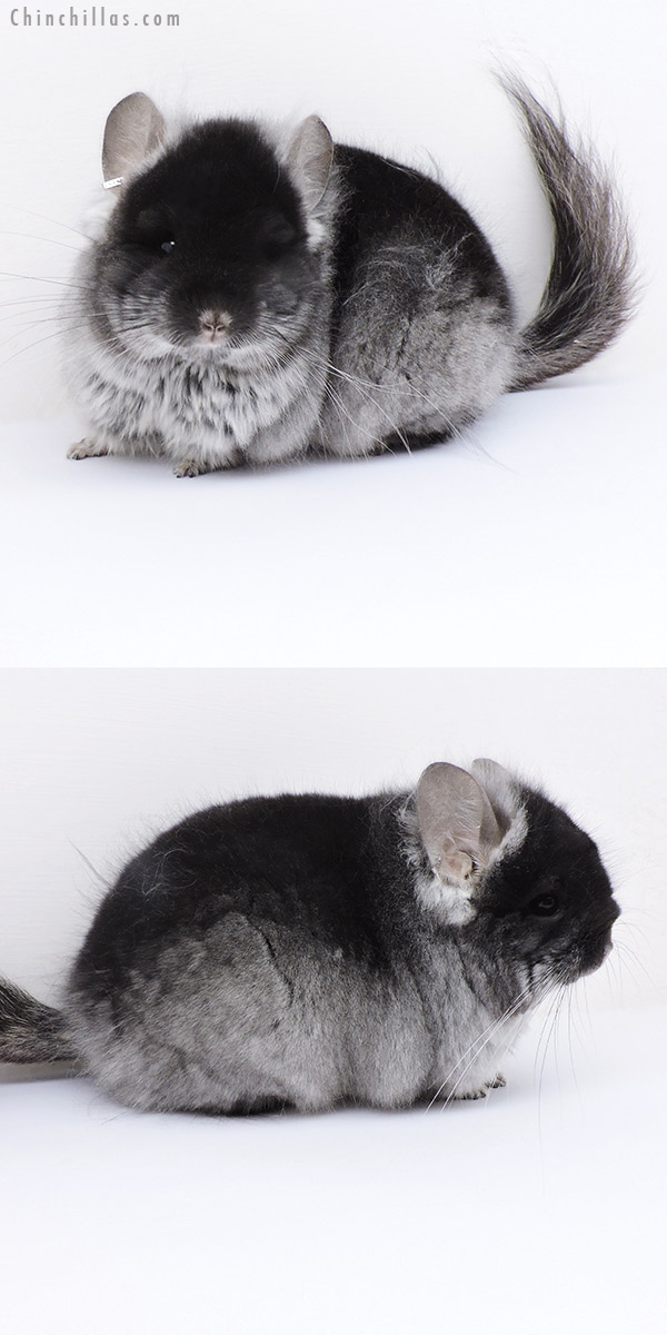 Chinchilla or related item offered for sale or export on Chinchillas.com - 19011 Blocky Brevi Type Black Velvet ( Ebony & Violet Carrier )  Royal Persian Angora Male Chinchilla