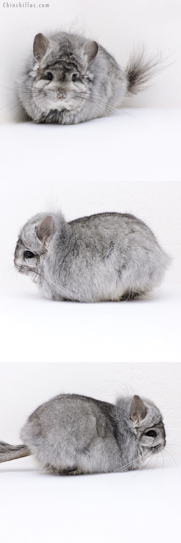 Chinchilla or related item offered for sale or export on Chinchillas.com - 19019 Large Standard ( Violet Carrier ) G2  Royal Persian Angora Male Chinchilla