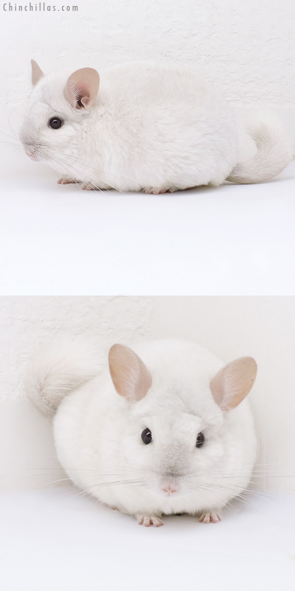 Chinchilla or related item offered for sale or export on Chinchillas.com - 19021 Blocky Premium Production Quality Pink White Female Chinchilla