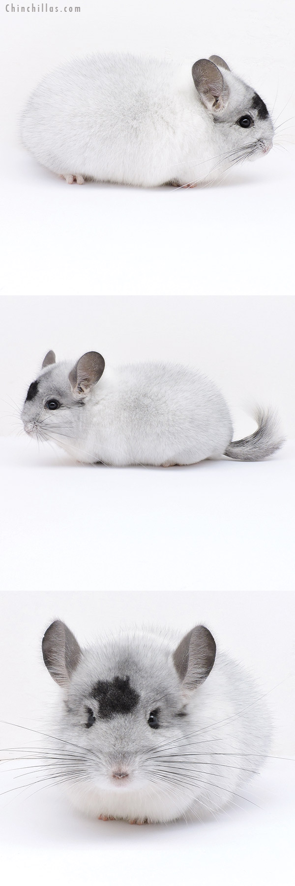 Chinchilla or related item offered for sale or export on Chinchillas.com - 19028 Herd Improvement Quality Extreme White Mosaic Male Chinchilla