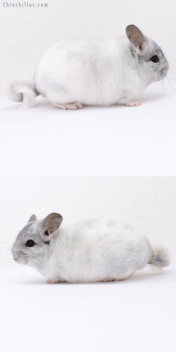 Chinchilla or related item offered for sale or export on Chinchillas.com - 19032 Blocky Herd Improvement Quality White Mosaic Male Chinchilla