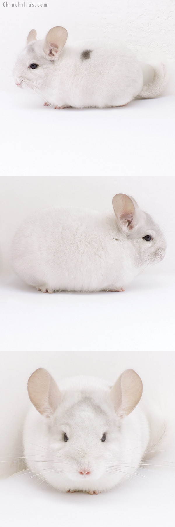 Chinchilla or related item offered for sale or export on Chinchillas.com - 19033 Show Quality Pink White Male Chinchilla with Body Spot