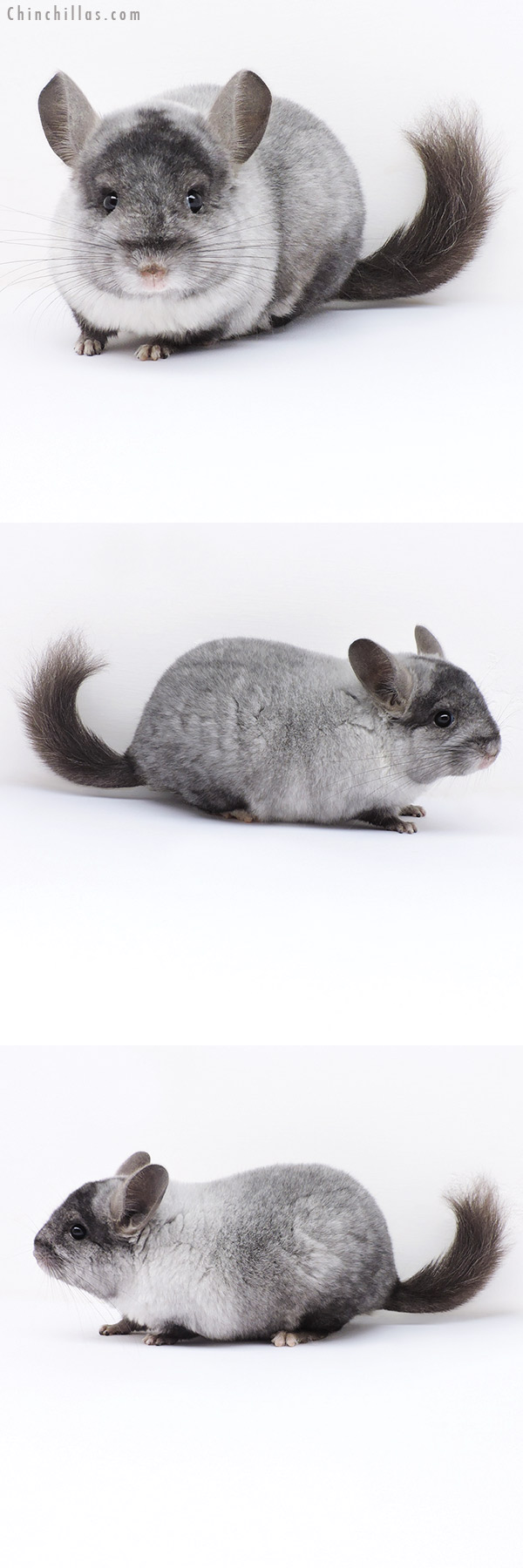 Chinchilla or related item offered for sale or export on Chinchillas.com - 19035 Exceptional Ebony and White Mosaic ( Locken Carrier ) Male Chinchilla
