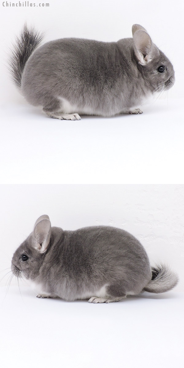 Chinchilla or related item offered for sale or export on Chinchillas.com - 19025 Premium Production Quality Violet Female Chinchilla