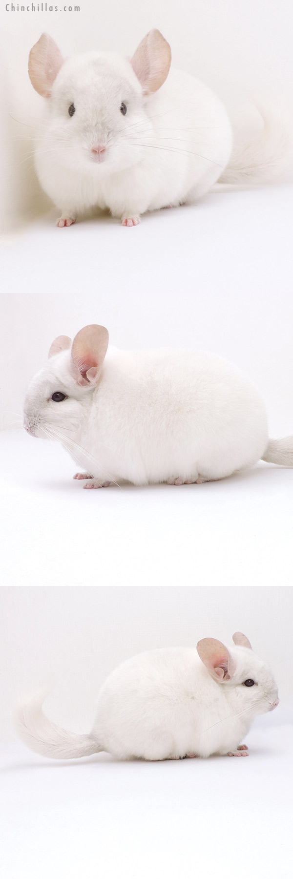 Chinchilla or related item offered for sale or export on Chinchillas.com - 19026 Premium Production Quality Pink White Female Chinchilla