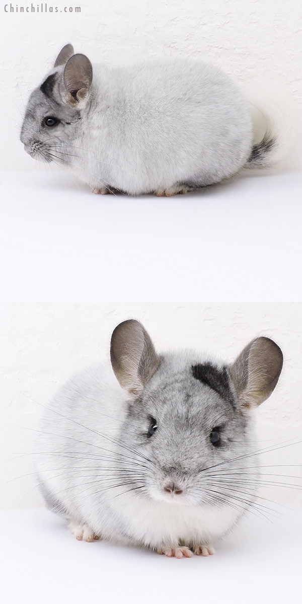 Chinchilla or related item offered for sale or export on Chinchillas.com - 19030 Blocky Premium Production Quality Extreme White Mosaic Female Chinchilla