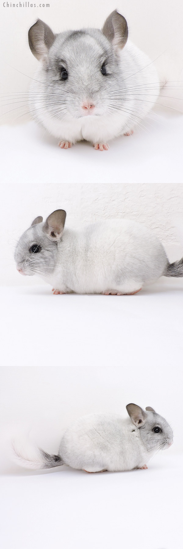 Chinchilla or related item offered for sale or export on Chinchillas.com - 19031 Brevi Type Herd Improvement Quality White Mosaic Male Chinchilla