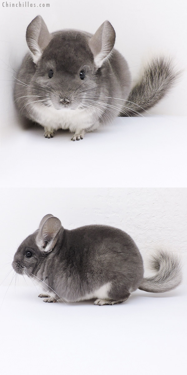 Chinchilla or related item offered for sale or export on Chinchillas.com - 19023 Premium Production Quality Violet Female Chinchilla