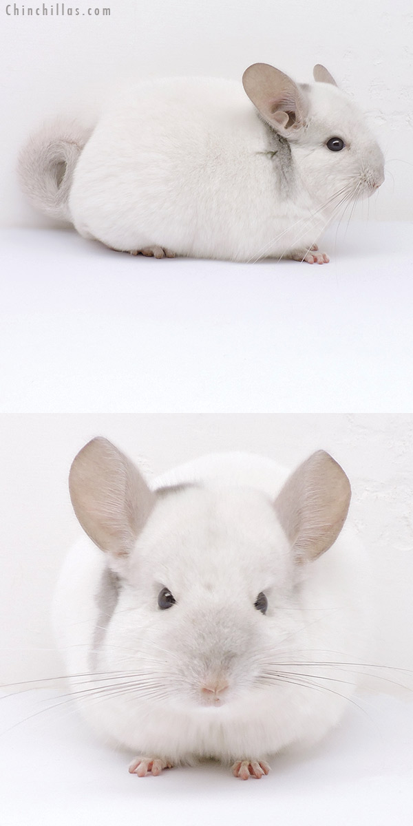 Chinchilla or related item offered for sale or export on Chinchillas.com - 19027 Herd Improvement Quality Extreme Beige & White Mosaic Male Chinchilla