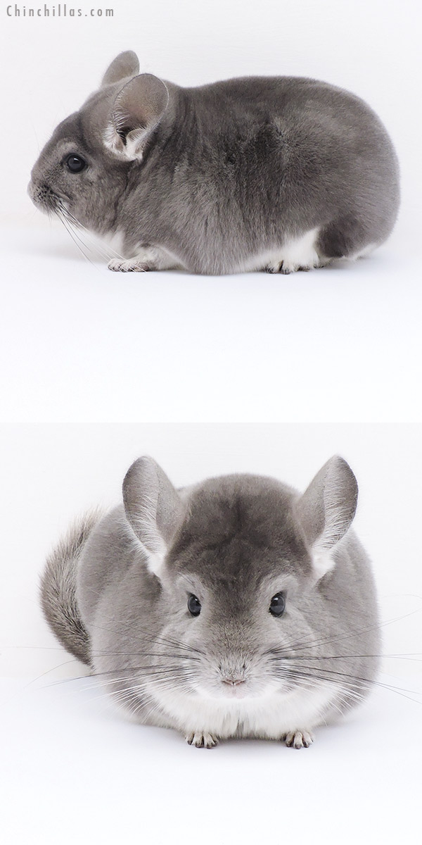 Chinchilla or related item offered for sale or export on Chinchillas.com - 19024 Large Premium Production Quality Violet Female Chinchilla