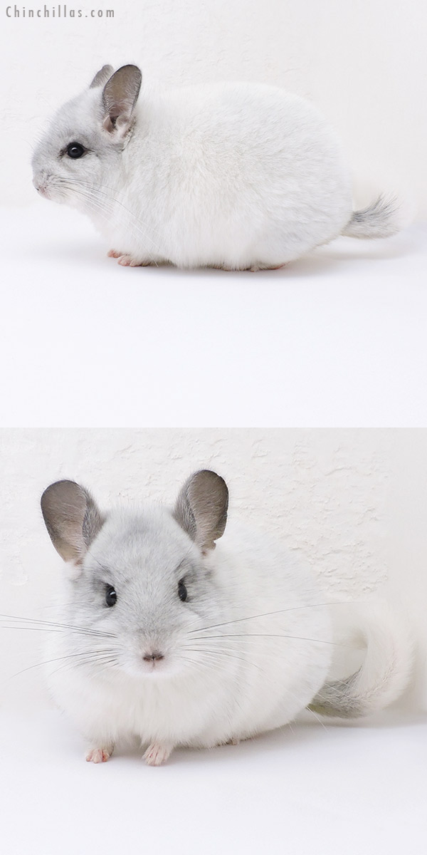 Chinchilla or related item offered for sale or export on Chinchillas.com - 19034 Blocky Herd Improvement Quality White Mosaic Male Chinchilla