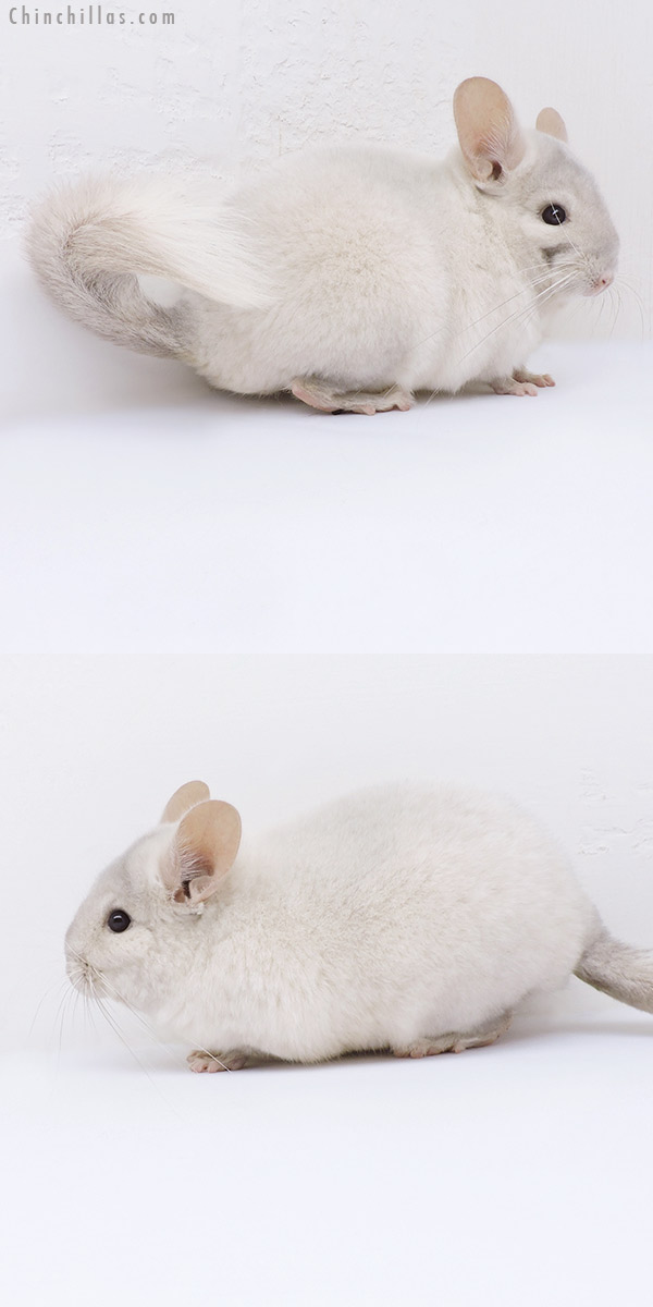 19036 Show Quality Pink White Female Chinchilla with Body Spot