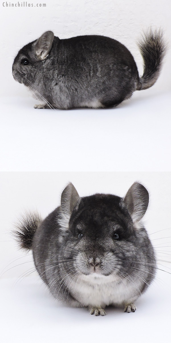 Chinchilla or related item offered for sale or export on Chinchillas.com - 19039 Premium Production Quality Standard Female Chinchilla
