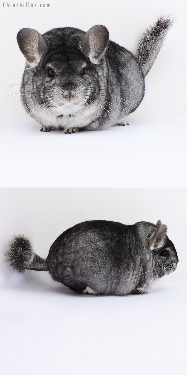 Chinchilla or related item offered for sale or export on Chinchillas.com - 19060 Large Blocky Premium Production Quality Standard Female Chinchilla