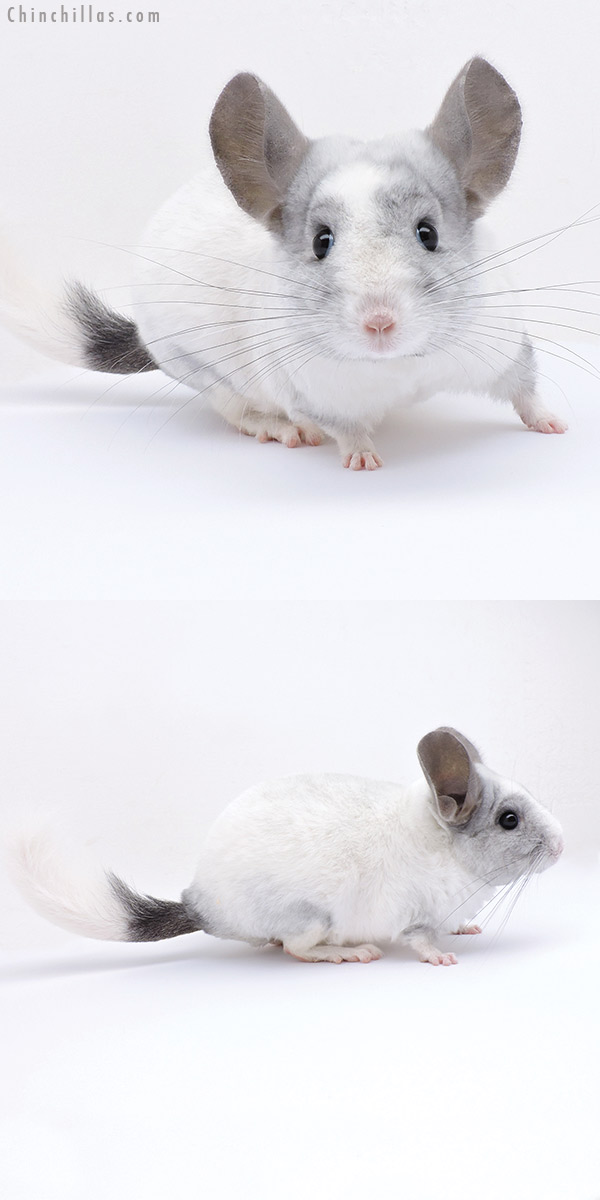 Chinchilla or related item offered for sale or export on Chinchillas.com - 19054 White Mosaic ( Ebony & Locken Carrier ) Female Chinchilla