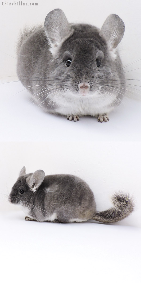 Chinchilla or related item offered for sale or export on Chinchillas.com - 19045 Herd Improvement Quality TOV Violet Male Chinchilla