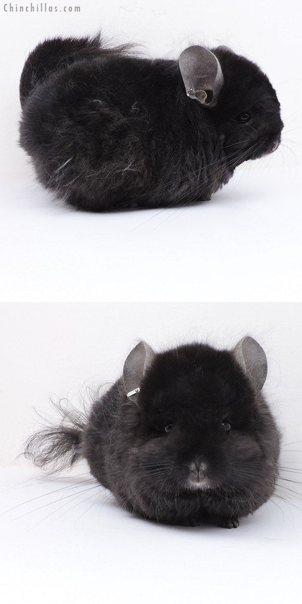 Chinchilla or related item offered for sale or export on Chinchillas.com - 19046 Exceptional Ebony ( Locken Carrier ) G2  Royal Persian Angora Male Chinchilla