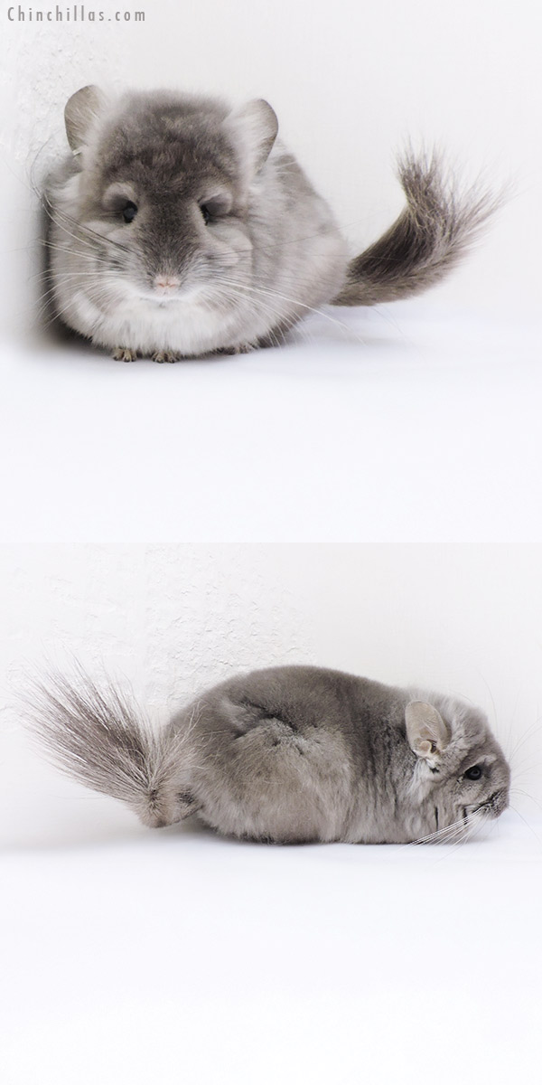 Chinchilla or related item offered for sale or export on Chinchillas.com - 19047 Exceptional Violet  Royal Persian Angora Male Chinchilla