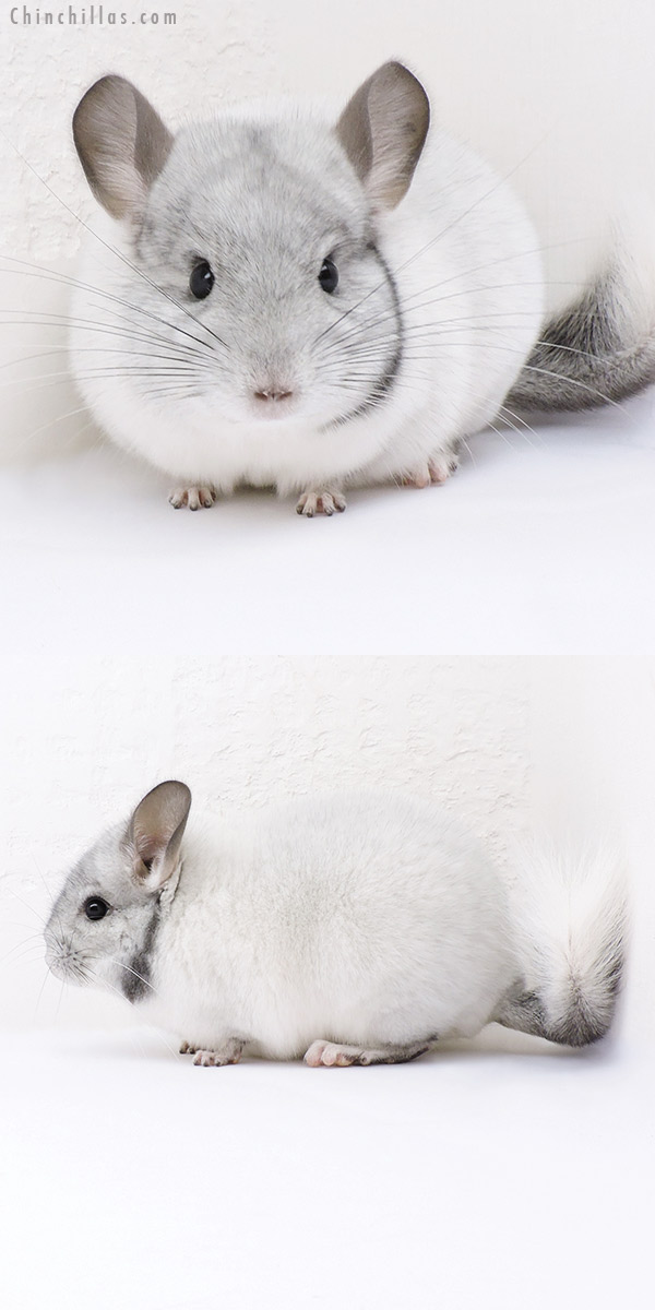 Chinchilla or related item offered for sale or export on Chinchillas.com - 19048 Show Quality Unique White Mosaic Male Chinchilla