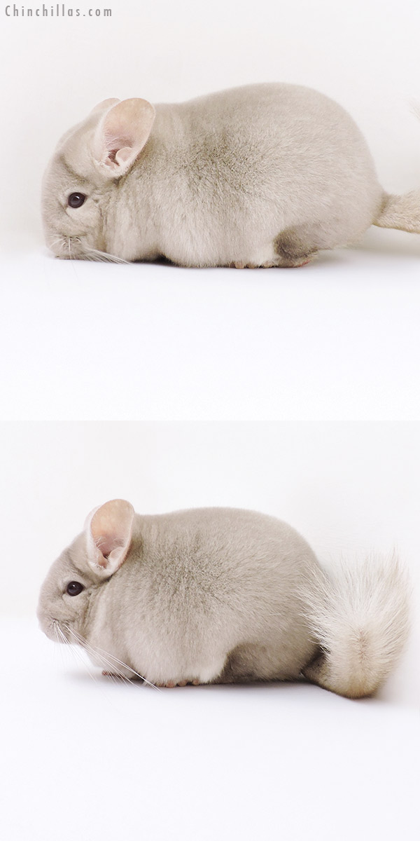 Chinchilla or related item offered for sale or export on Chinchillas.com - 19050 Blocky Show Quality Homo Beige Male Chinchilla