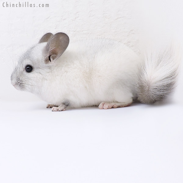 19076 Show Quality White Mosaic ( Sapphire Carrier ) Male Chinchilla
