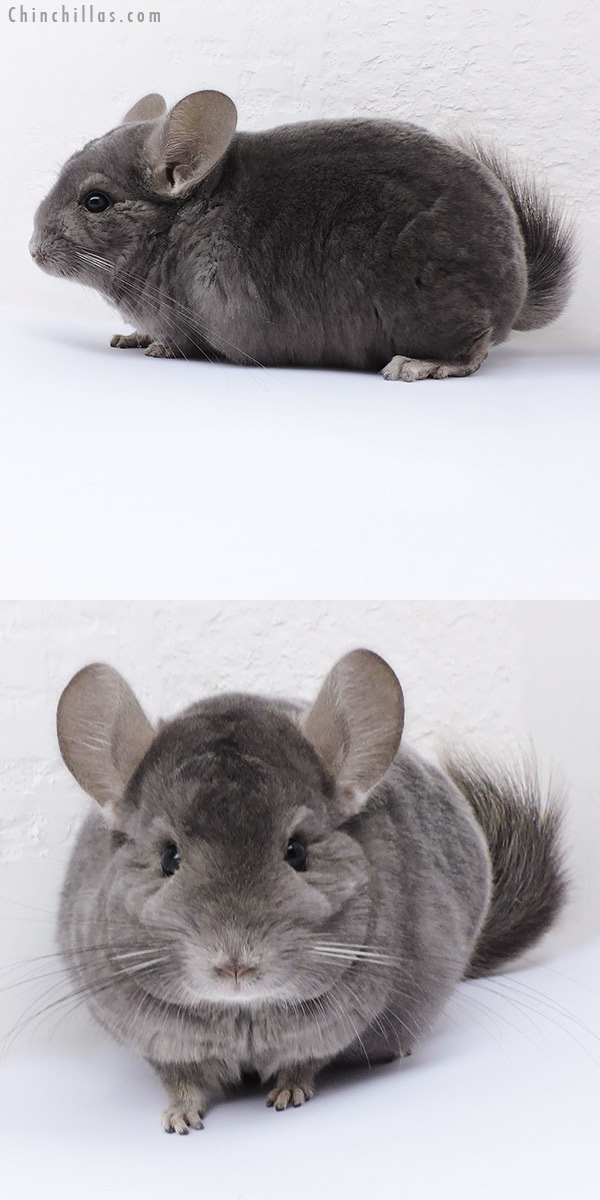 Chinchilla or related item offered for sale or export on Chinchillas.com - 19083 Show Quality Wrap Around Violet Male Chinchilla